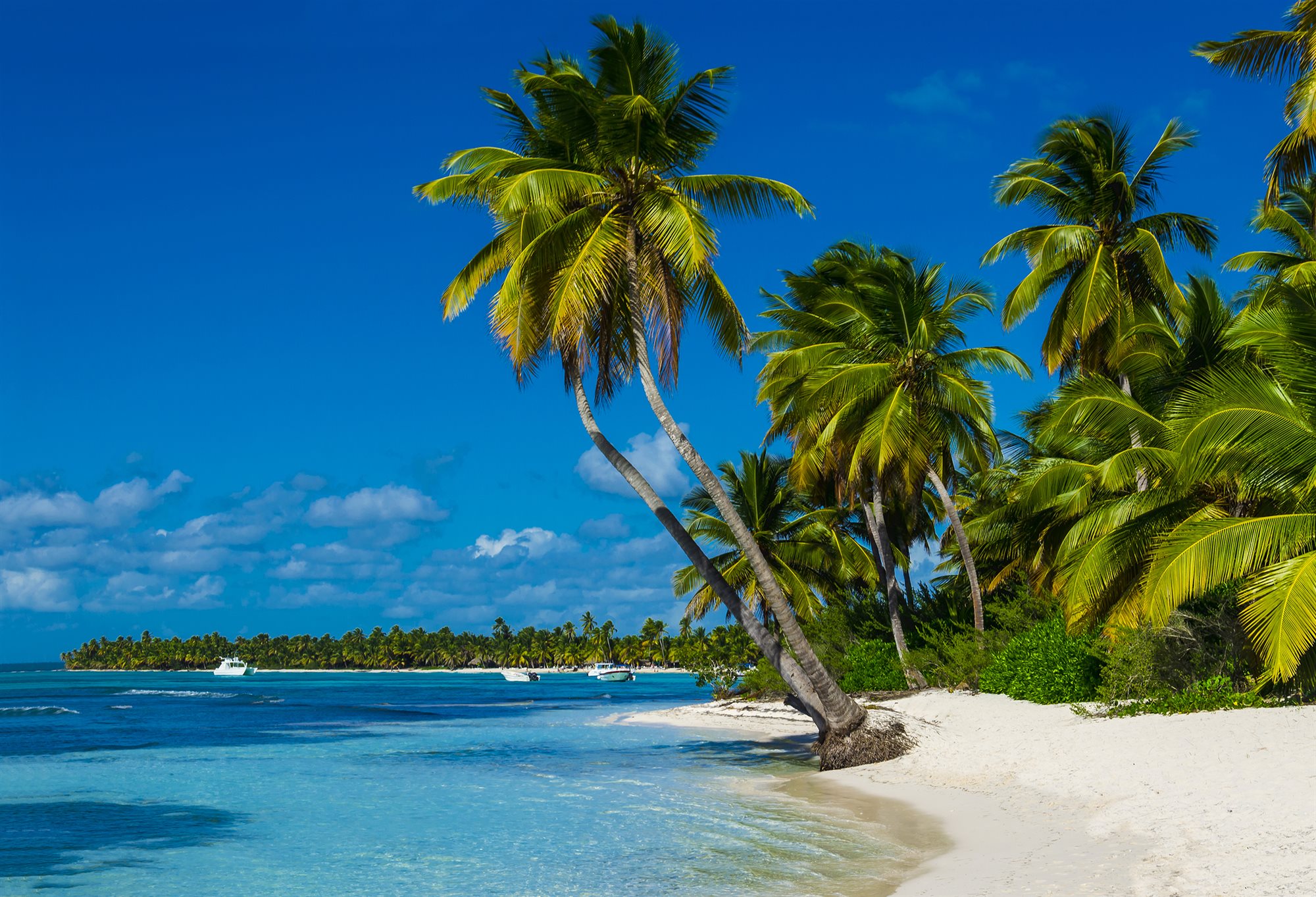 Turquoise water and palm-lined white-sand Caribbean beach